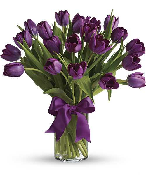 Tulipanes Morados Apasionados